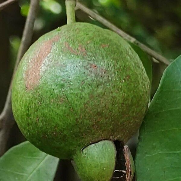 Psidium friedrichsthalianum 果