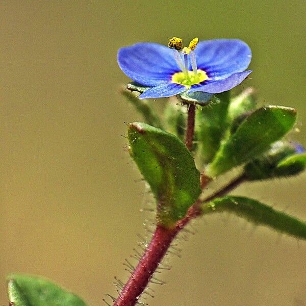 Veronica acinifolia Kwiat