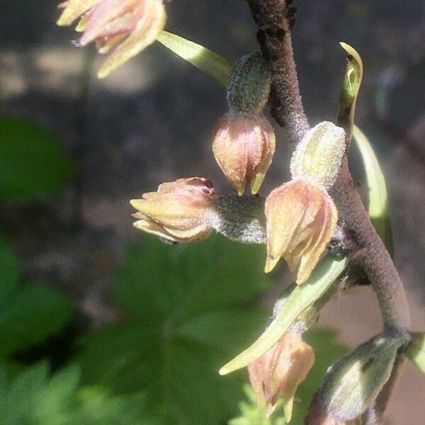 Epipactis microphylla Flower