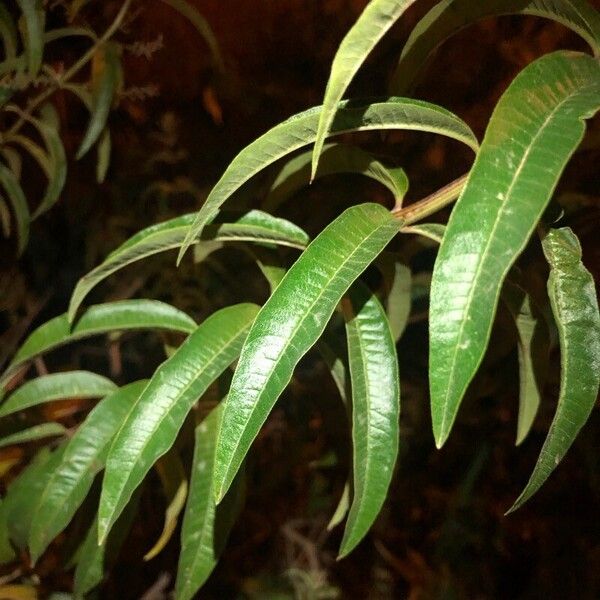 Aloysia citrodora 葉