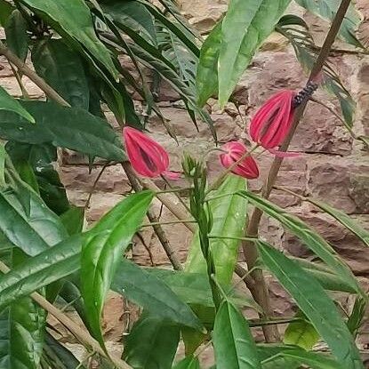 Pavonia multiflora Flors