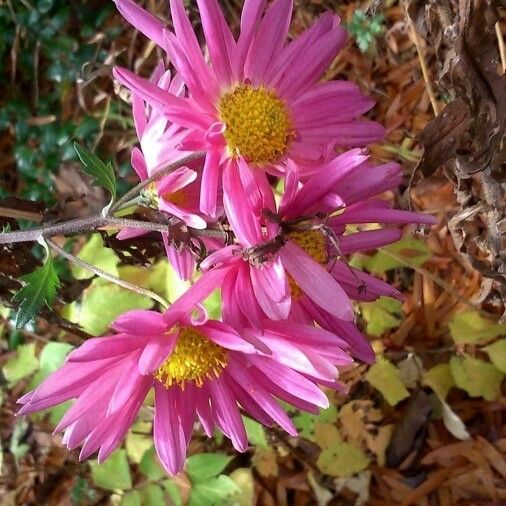 Callistephus chinensis Flor