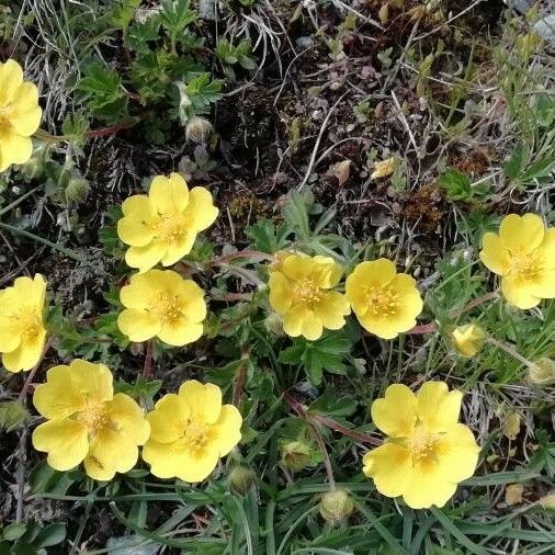 Potentilla crantzii Floro