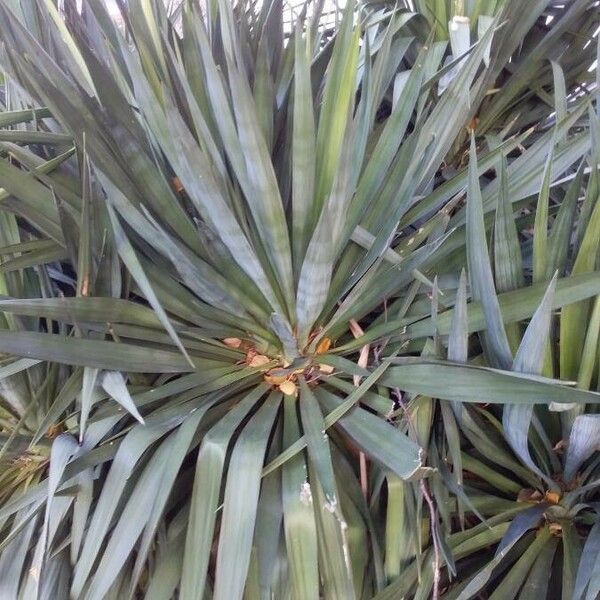 Yucca gloriosa Лист