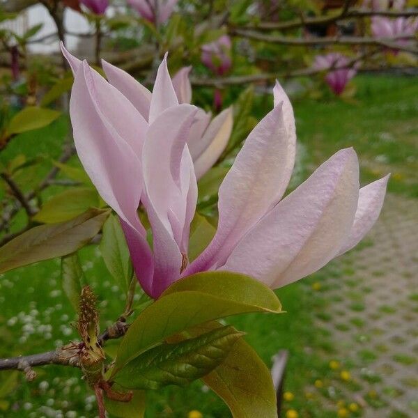 Magnolia liliiflora Flor