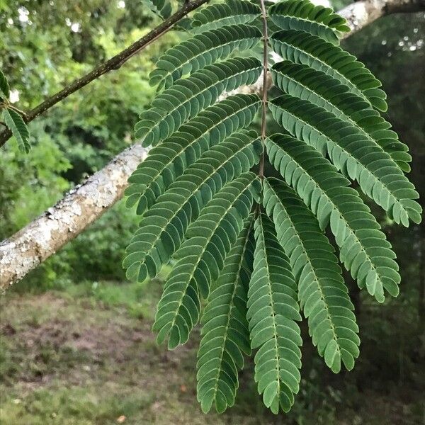 Albizia julibrissin ᱥᱟᱠᱟᱢ