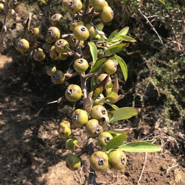 Pyrus spinosa Fruit