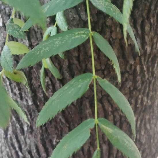 Juglans californica List