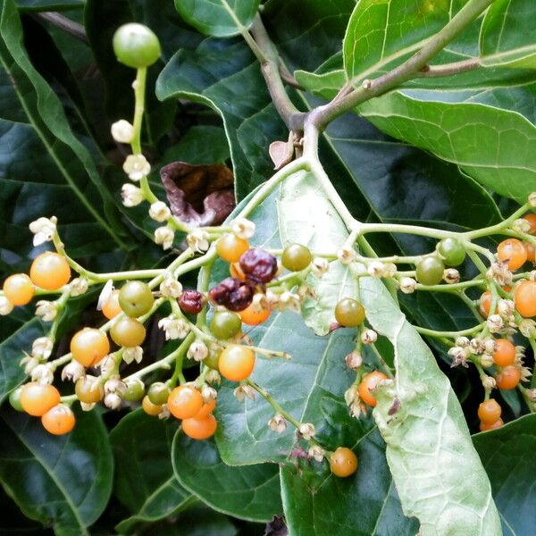 Ehretia cymosa Fruit