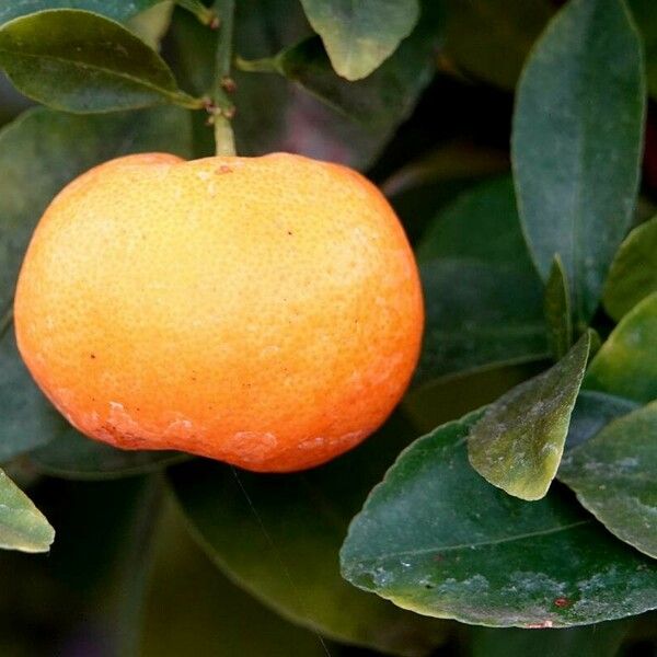 Citrus japonica 果