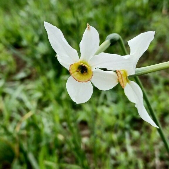 Narcissus poeticus Fiore