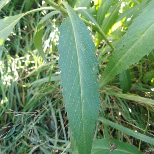 Bidens aurea Leaf