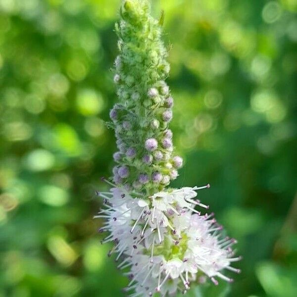 Mentha suaveolens Λουλούδι