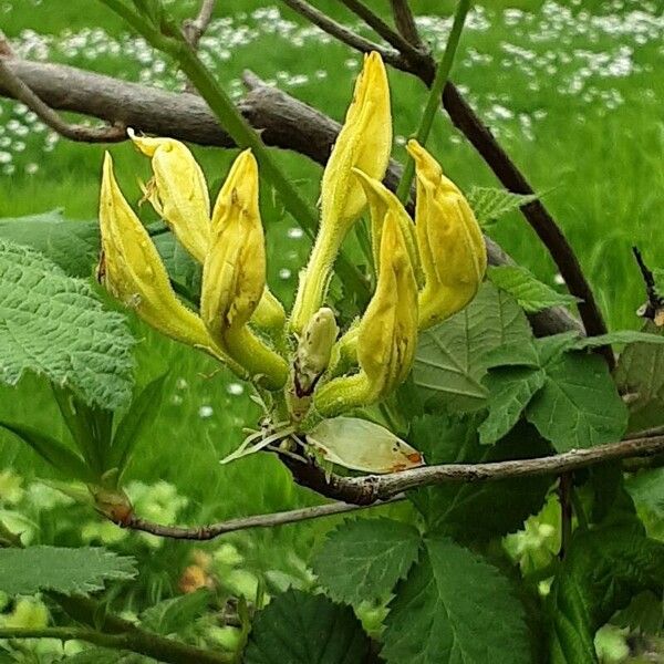 Rhododendron luteum Flor