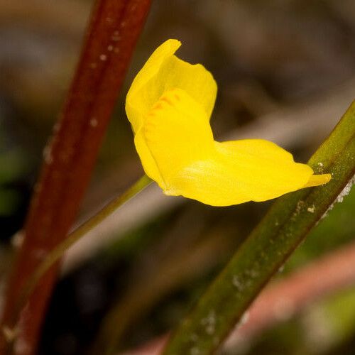 Utricularia gibba Flower