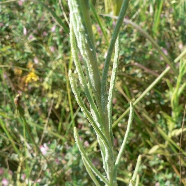 Pseudognaphalium undulatum Leaf