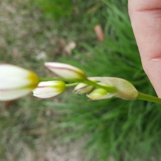 Nothoscordum bivalve Květ