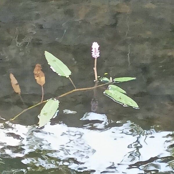 Persicaria amphibia Flower