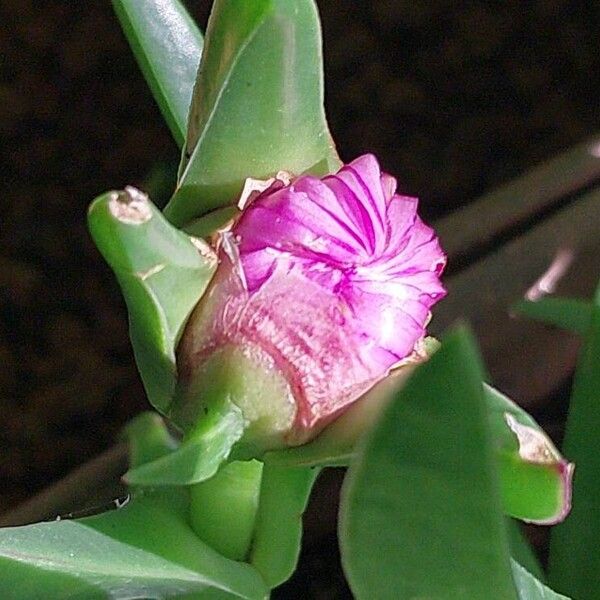 Carpobrotus acinaciformis 花