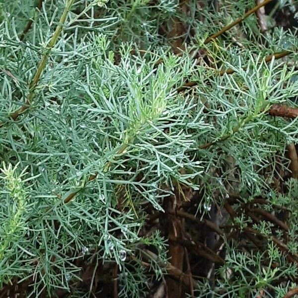 Artemisia abrotanum Листок