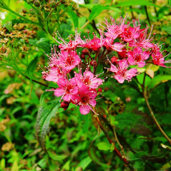 Spiraea japonica Fleur