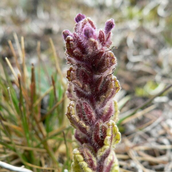 Neobartsia stricta Квітка