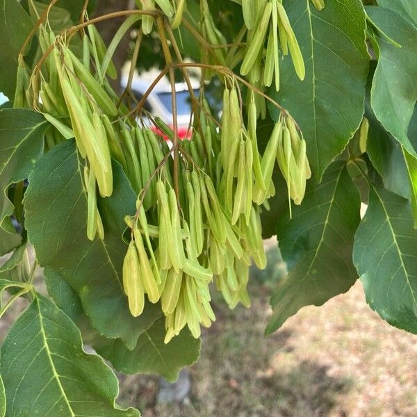 Fraxinus pennsylvanica Fruit