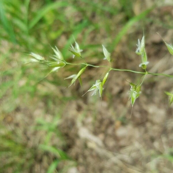 Arrhenatherum elatius Flower