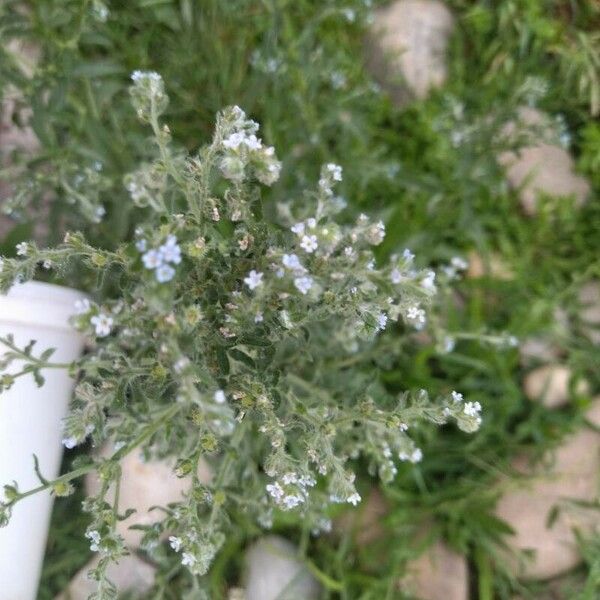 Lappula squarrosa Blomst