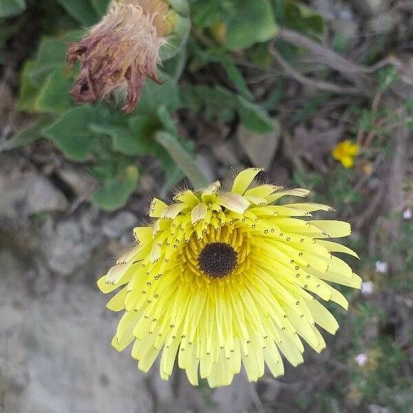 Tolpis barbata Flower