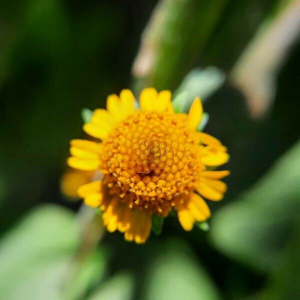 Acmella caulirhiza Blüte