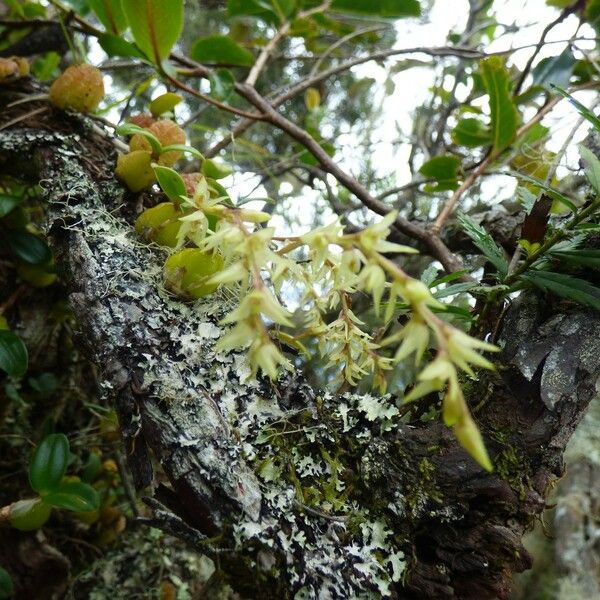 Bulbophyllum nutans Habit