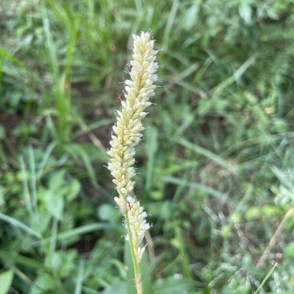 Persicaria lapathifolia Çiçek