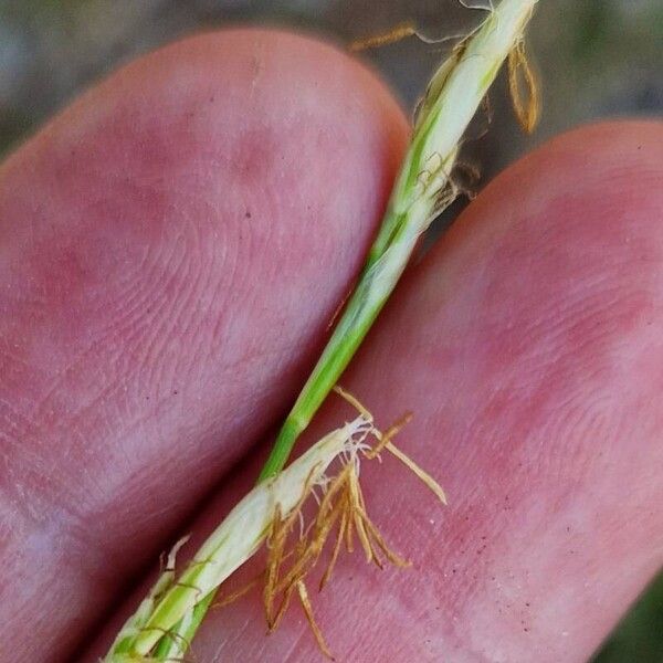 Carex alba Blomst