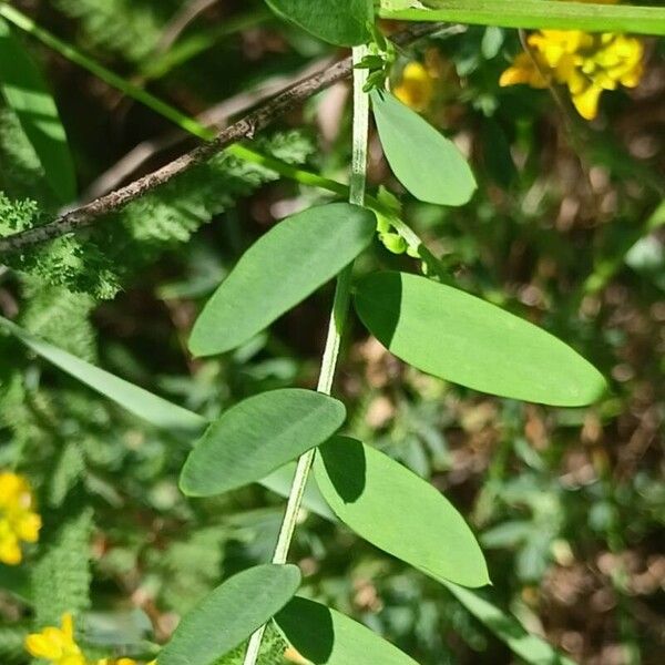 Vicia biennis Leaf