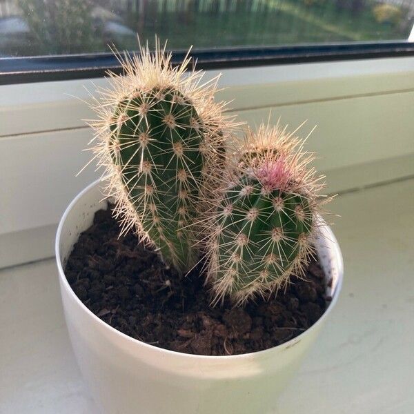 Echinocereus coccineus Blatt