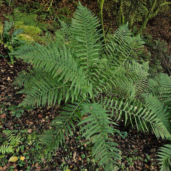 Dryopteris filix-mas موطن