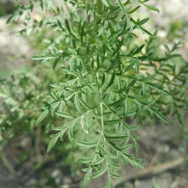Descurainia sophia Leaf