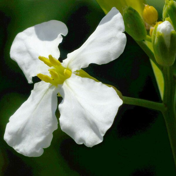 Raphanus raphanistrum Flower