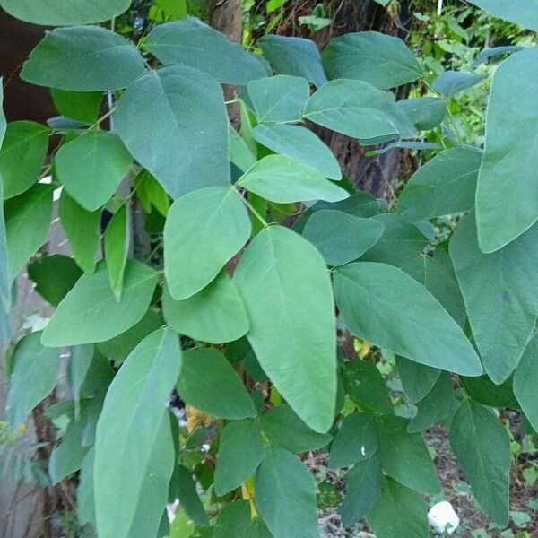 Desmodium tortuosum Hostoa