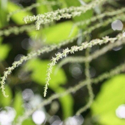 Boehmeria japonica Flower