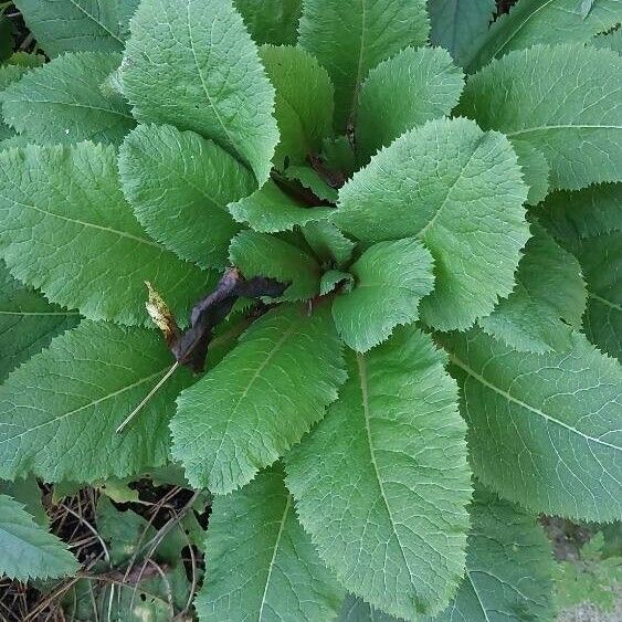 Primula bulleyana পাতা