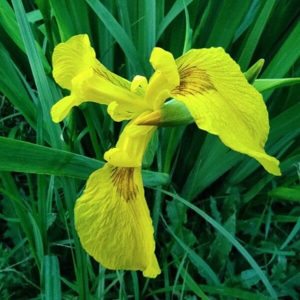 Iris pseudacorus Blomst