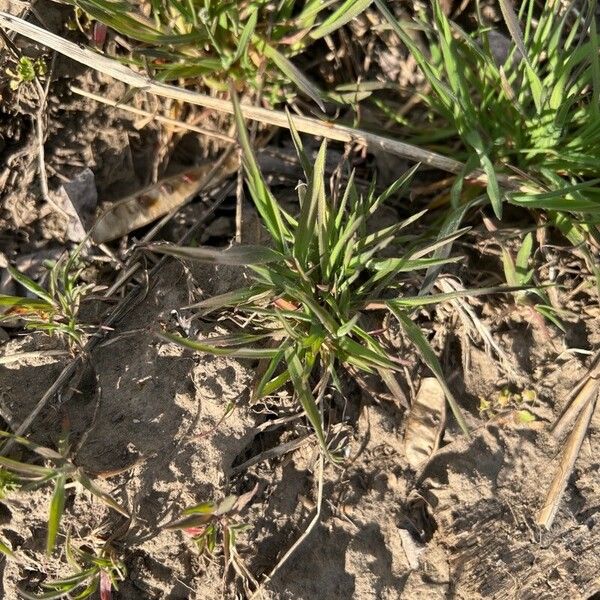 Digitaria sanguinalis Leaf