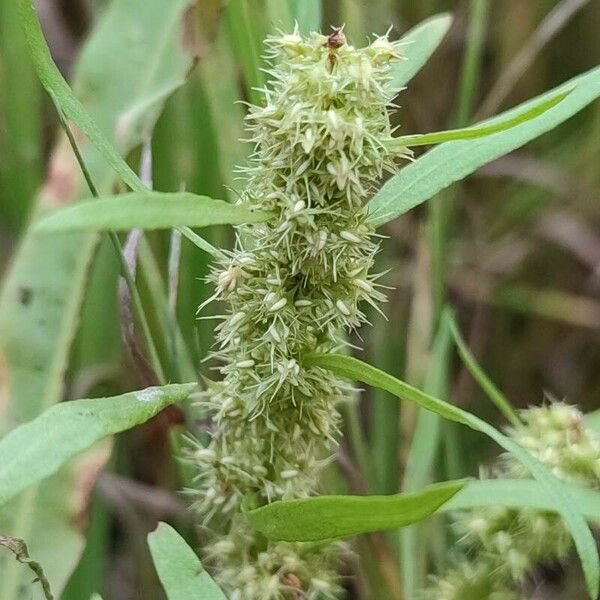 Rumex maritimus Blomma