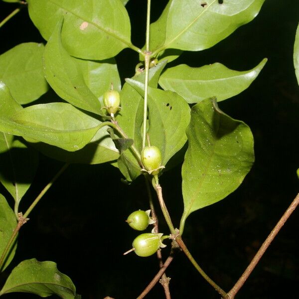 Cassipourea elliptica Plod