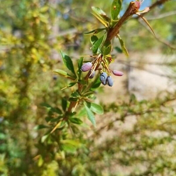 Berberis microphylla फल