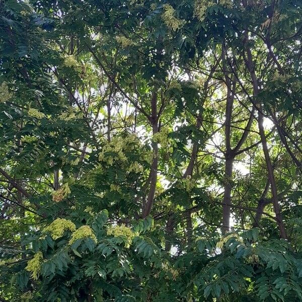 Ailanthus altissima Pokrój