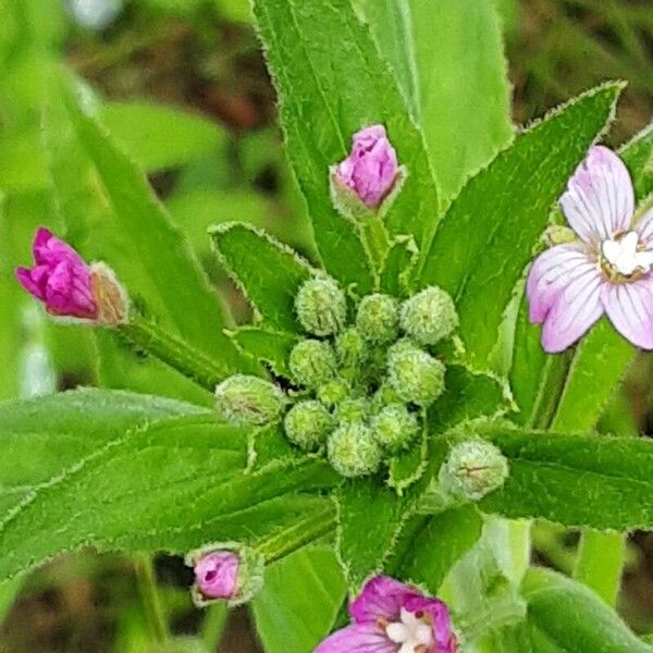 Epilobium parviflorum Blüte