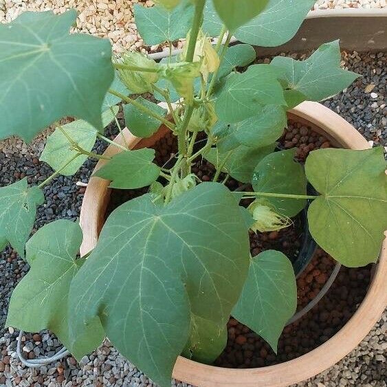 Gossypium herbaceum Leaf